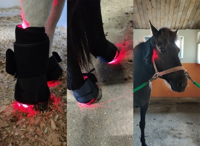 Horse Light Therapy